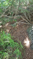 Tamiasciurus fremonti