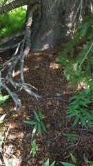 Tamiasciurus fremonti