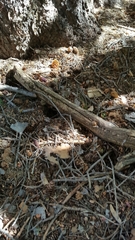 Tamiasciurus fremonti