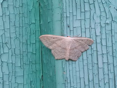 Scopula nigropunctata