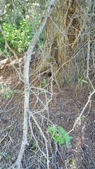 Tamiasciurus fremonti