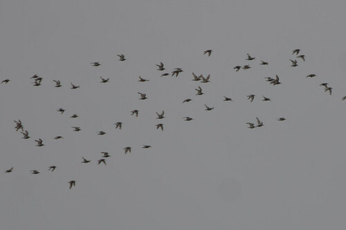 Dunlin, Hollands Kroon, Netherlands, photo 10 of 10