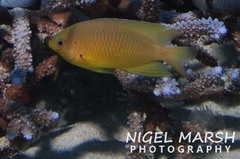 Pomacentrus amboinensis