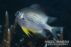 Amblyglyphidodon leucogaster