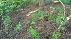 Tamiasciurus fremonti