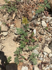 Cymopterus terebinthinus