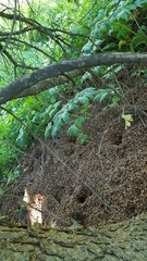Tamiasciurus fremonti