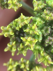 Cymopterus terebinthinus