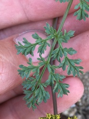 Cymopterus terebinthinus