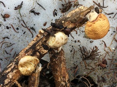 Pholiota nubigena