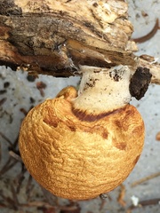 Pholiota nubigena