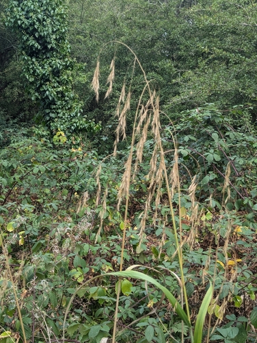 Image of Bromus ramosus by no rights reserved
