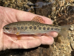 Rainbow Trout photo 1