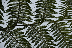 Cyathea glauca