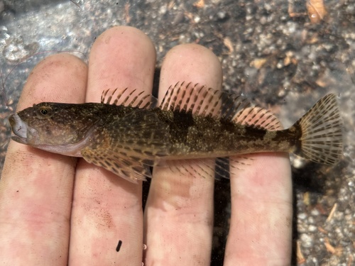 Kustdonderpad (Cottus aleuticus) — Cottidae — 2