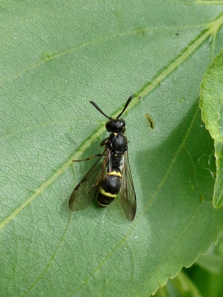 Symmorphus murarius