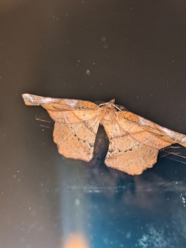Apeira syringaria