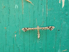 Amblyptilia punctidactyla