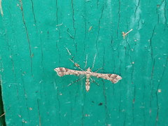 Amblyptilia punctidactyla