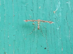 Amblyptilia punctidactyla