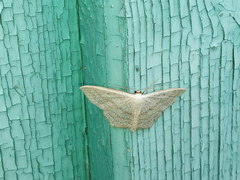 Scopula nigropunctata