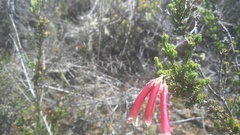 Erica densifolia