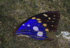 Sasakia charonda