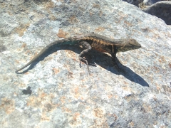 Sceloporus parvus