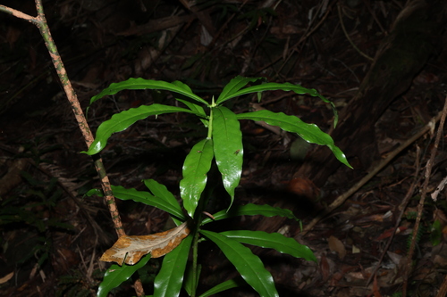 Image of Tasmannia insipida by (c) Greg Tasney, some rights reserved (CC BY-SA)