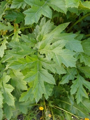 Heracleum persicum