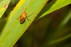 Oebalus