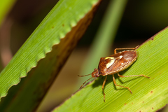 Oebalus insularis