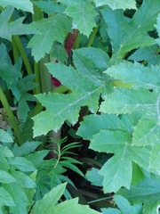 Heracleum persicum