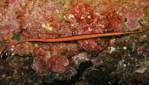Redstripe pipefish (Dunckerocampus baldwini) — Syngnathidae — 4