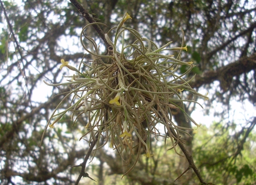 Tillandsia virescens, photograph 2