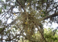 Tillandsia virescens, photograph Sebastián Santecchia, CC0, iNaturalist via GBIF