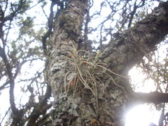 Tillandsia virescens, photograph Sebastián Santecchia, CC0, iNaturalist via GBIF