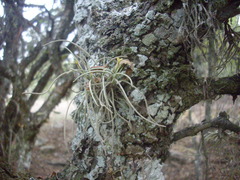 Tillandsia virescens, photograph Sebastián Santecchia, CC0, iNaturalist via GBIF
