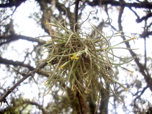 Tillandsia virescens, photograph 6