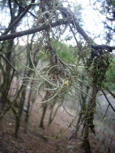 Tillandsia virescens, photograph 5