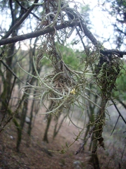 Tillandsia virescens, photograph Sebastián Santecchia, CC0, iNaturalist via GBIF