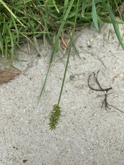 Carex