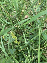 Carex