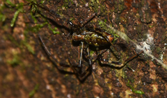 Nephilingis borbonica