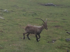 Capra pyrenaica victoriae