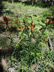 Castilleja nelsonii