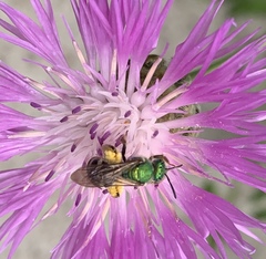 Agapostemon virescens