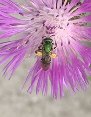 Agapostemon virescens