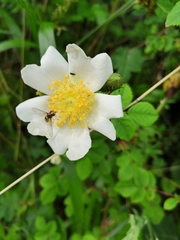 Rosa arvensis