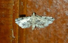 Sufetula